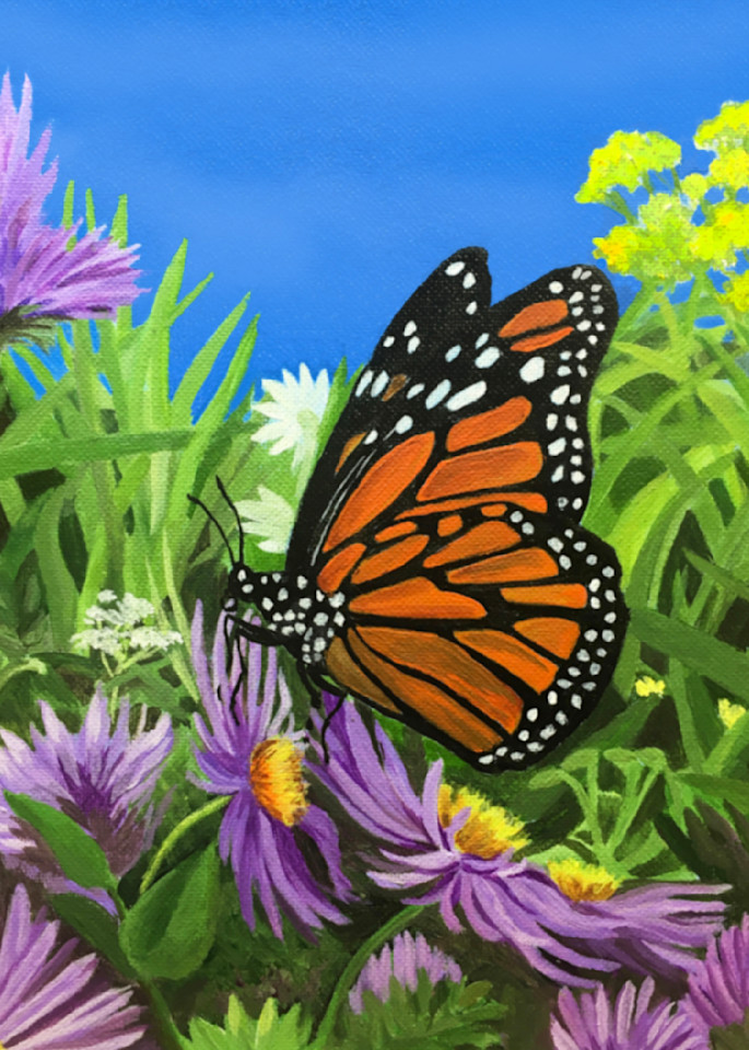 Monarch Butterfly in a Field of Asters