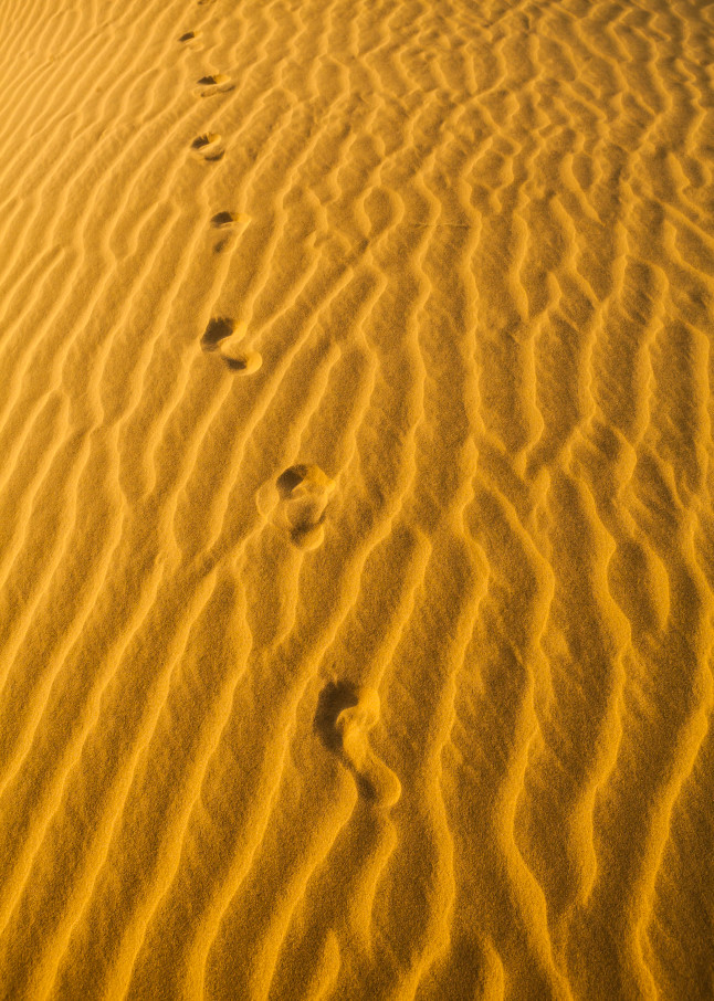 Foot prints on wind blown sand. Thar Desert, Rajasthan, India.
