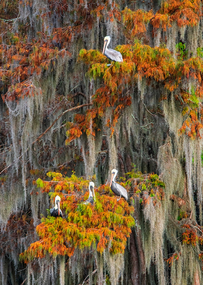 Autumn Pelicans - Louisiana swamp fine-art photography prints