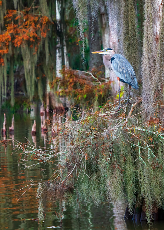 The Perfect Roost — Louisiana swamp fine-art photography prints