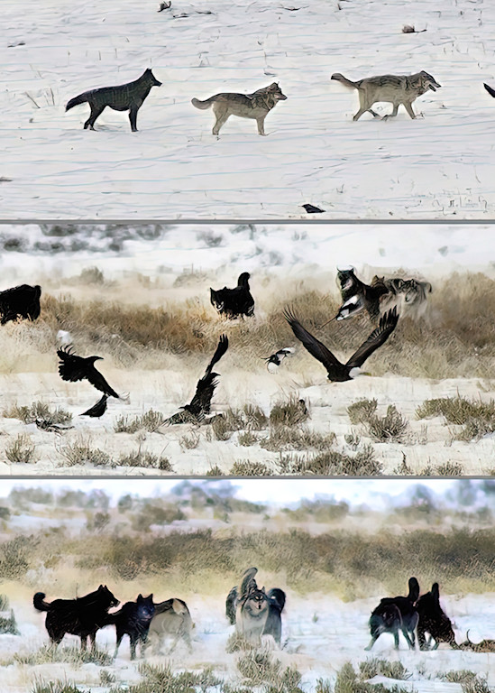 Yellowstone Wolves 20x16 Photography Art | Art Beyond Control