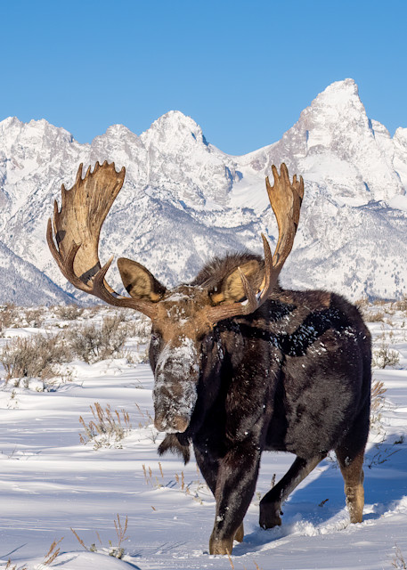 Snowy Teton Moose Ii Photography Art | Peter Batty Photography