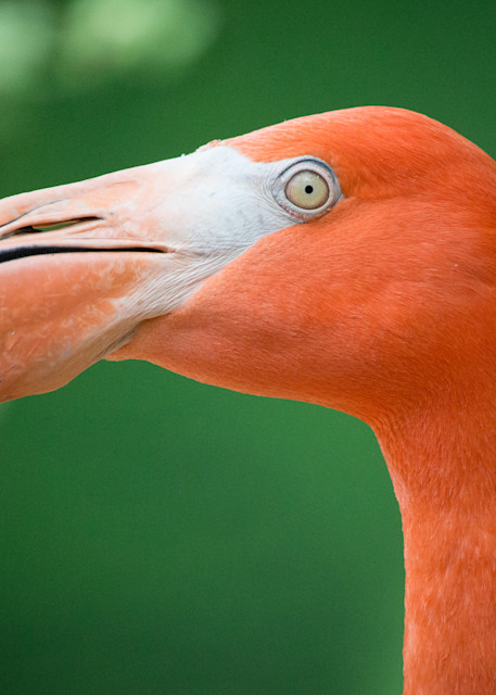 Flamingo Photography Art | PS Ventures