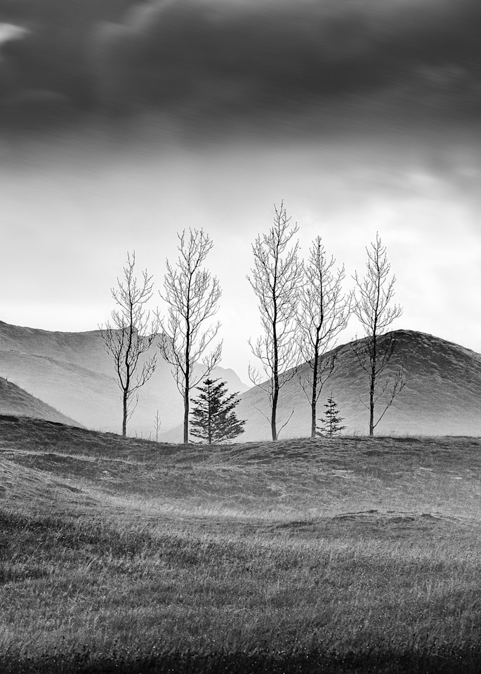 7 Trees  Study2 Art | Roy Fraser Photographer
