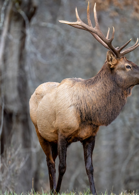 Bull Elk Bliss Photography Art | Amber Favorite Photography