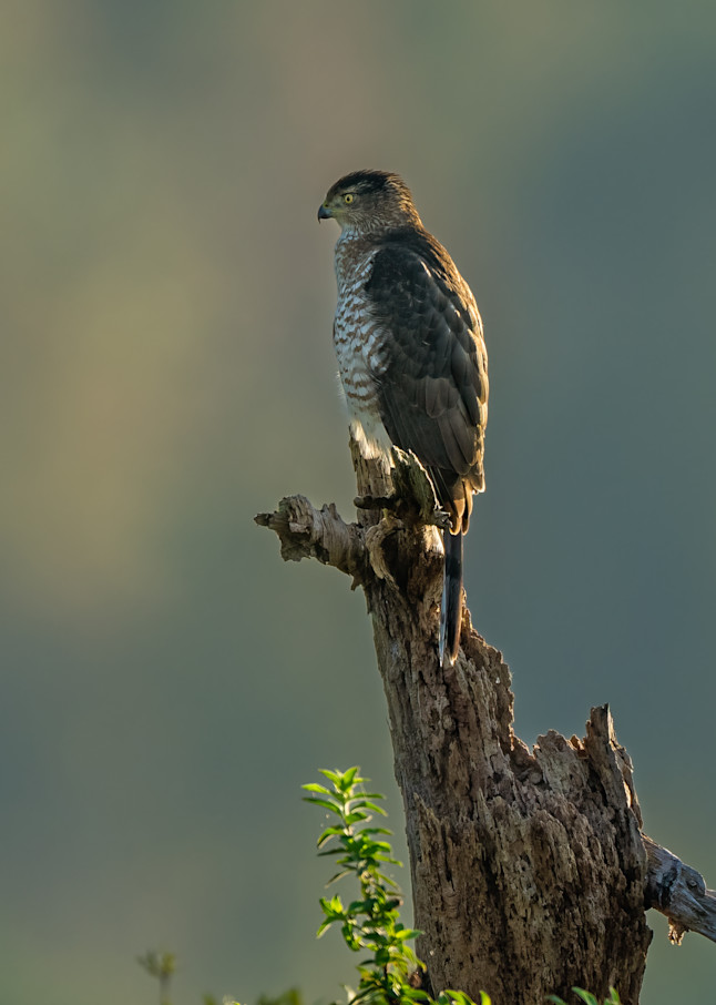 Chilling Power Of A Cooper's Hawk Photography Art | Amber Favorite Photography