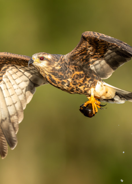 Snail Kite Flyby Photography Art | Amber Favorite Photography