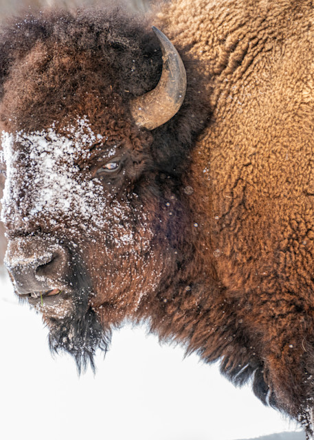 Bison Winter Portrait