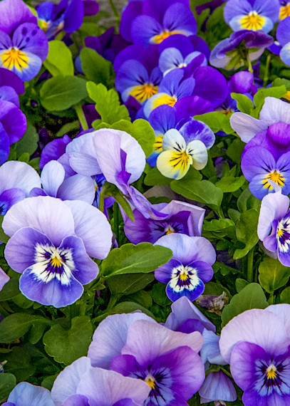 Pansy Bed Photography Art | NKF Fine ART