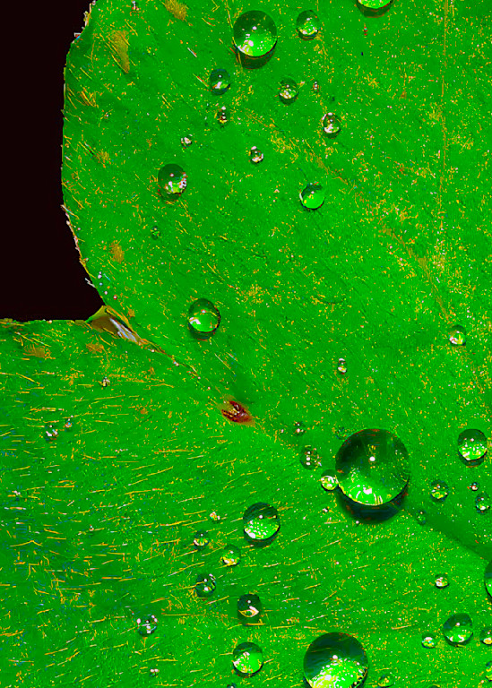 Rain Leaf Photography Art | John's Photos