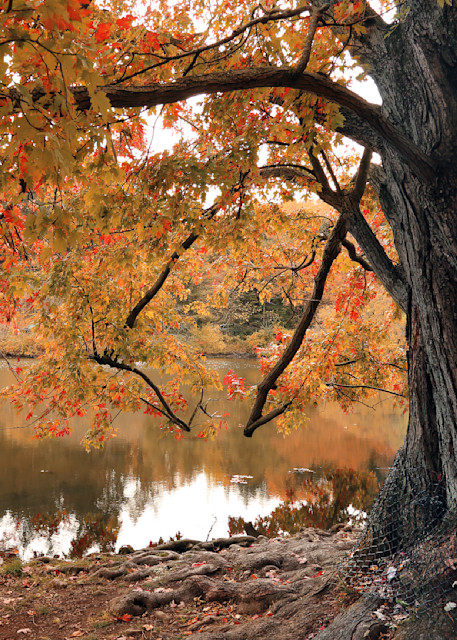Signs Of Autumn   Freeman Maple Photography Art | 3rdEye Photographic