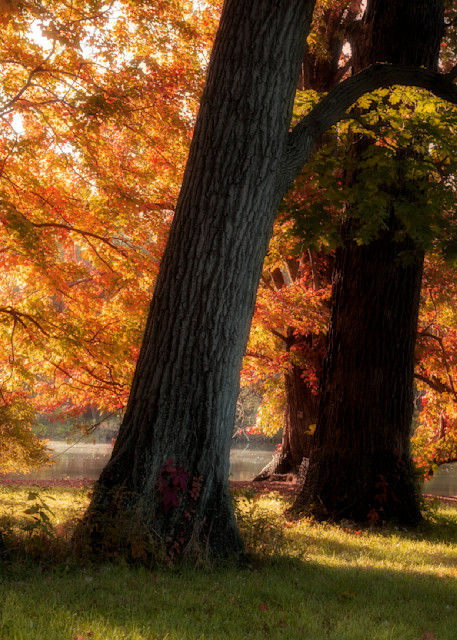 Signs Of Autumn   Triplets Photography Art | 3rdEye Photographic