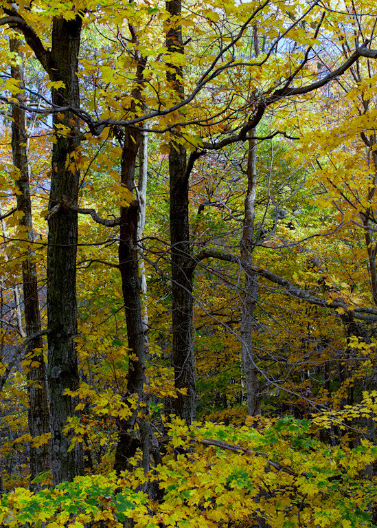 Shenandoah Yellow Maples
