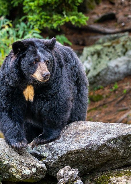 Black Bear on Grandfather Mountain