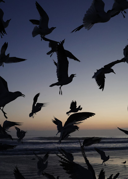 Seagull Sunrise Photography Art | Shelley Lynch Photography