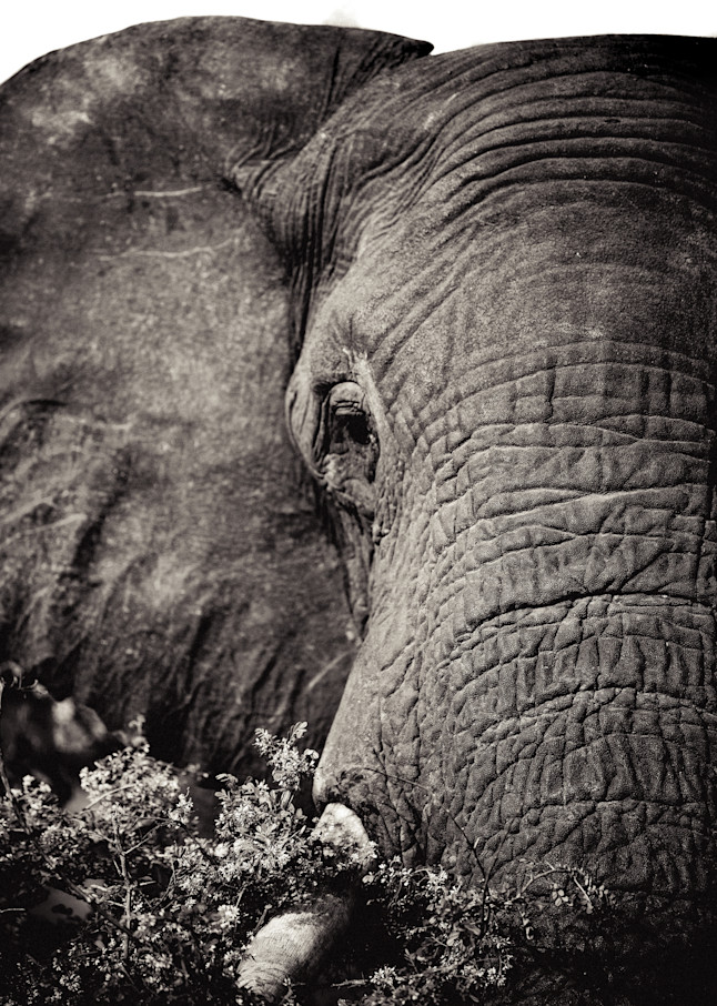 Elephant Gaze Photography Art | RoVan Media Prints
