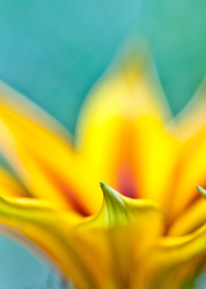 Yellow Flower Photography Art | Eva Polak Photography