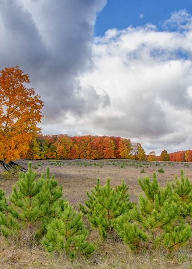 Field Of Maples  Photography Art | Julie Chapa Photography