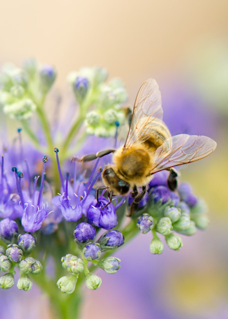 Bee On Blue Art | Terrie Gray Photography LLC