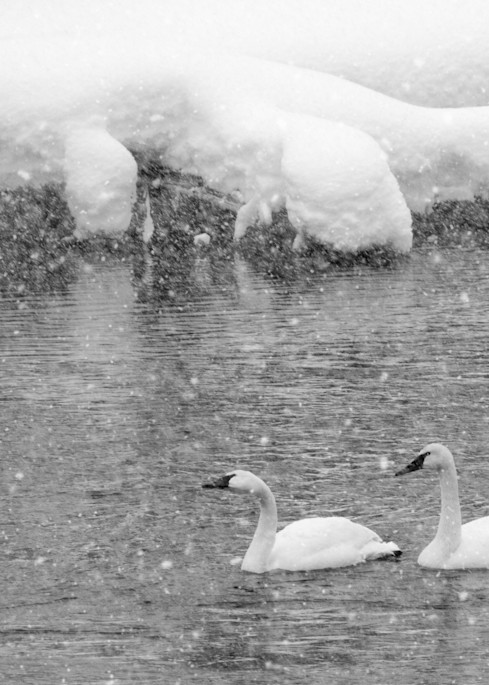 Snow Swans Photography Art | Julie Chapa Photography