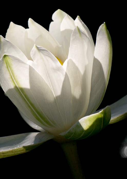 Pure White Water Lily