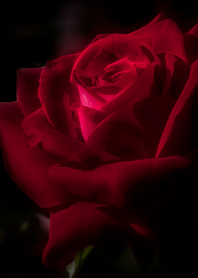 Perfectly Red Rose