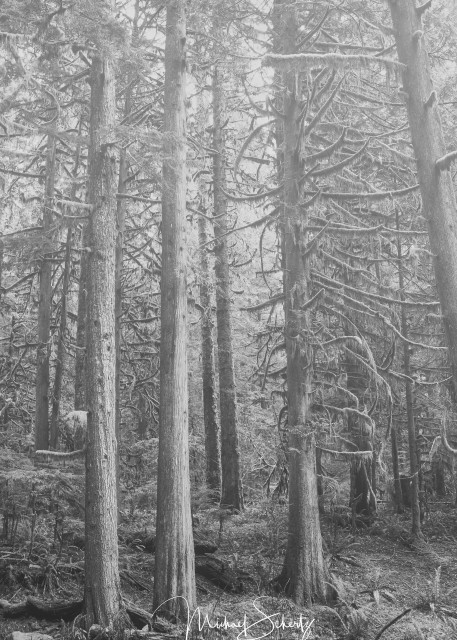 Misty Forest Photography Art | dynamicearthphotos