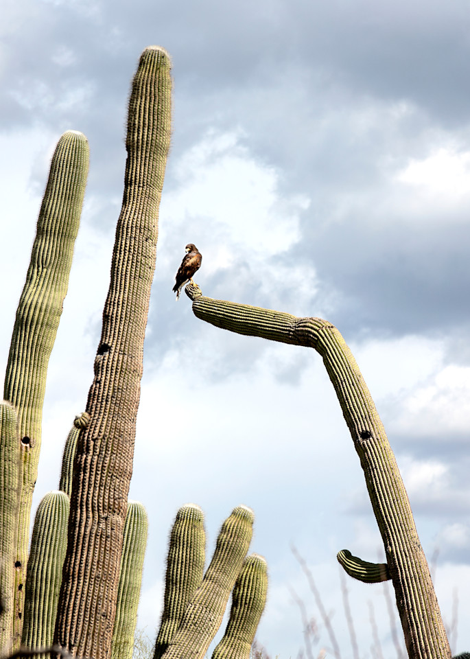 Golden Hawk at Phoenix AZ