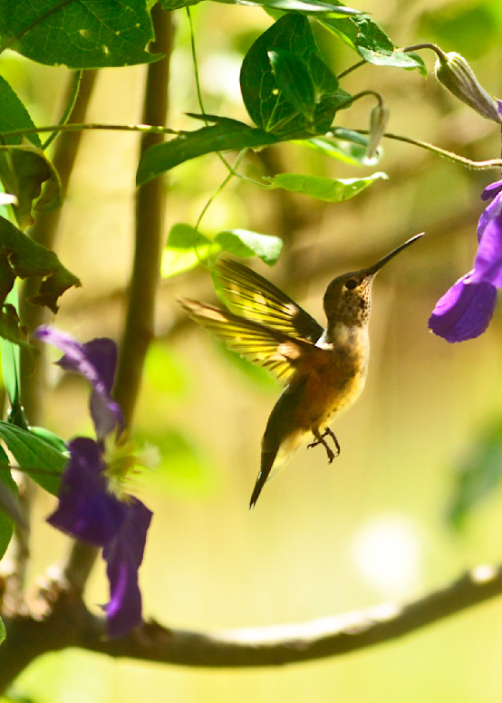 Hummingbird 01 Photography Art | Zsuzsanna Luciano