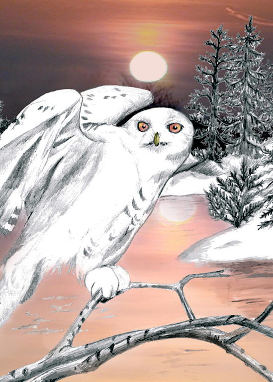 Snowy Owl Art | Judy's Art Co.