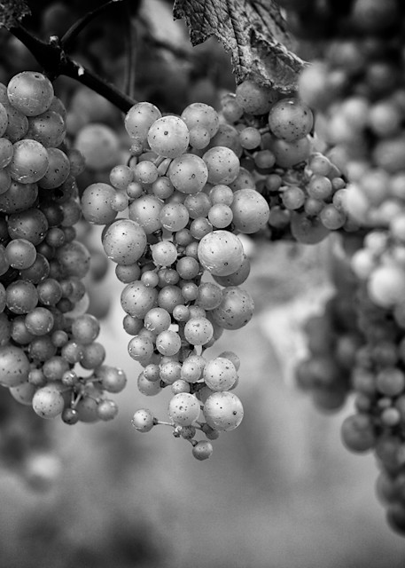 Grapes On The Vine Photography Art | Kevin Morris Photography