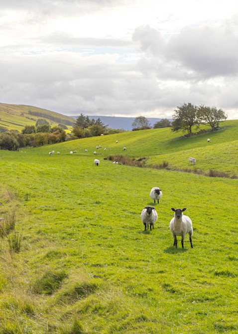 Grazing Sheep, Ireland | Landscape Photography | Tim Truby
