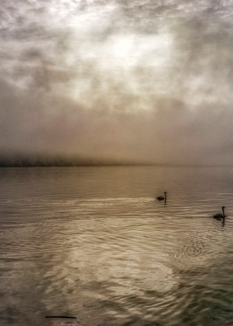 Three Swans, Early Morning Fog, Danube River, Bulgaria