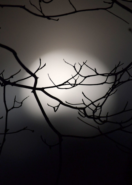 Spooky, Moon Through The Trees. Photography Art | Jack McIntyre Photo