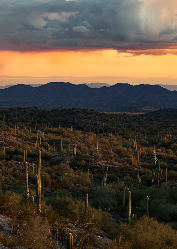 Arizona Photography wall art print | Saguaro Forest Sunset | Thomas Watkins Fine Art