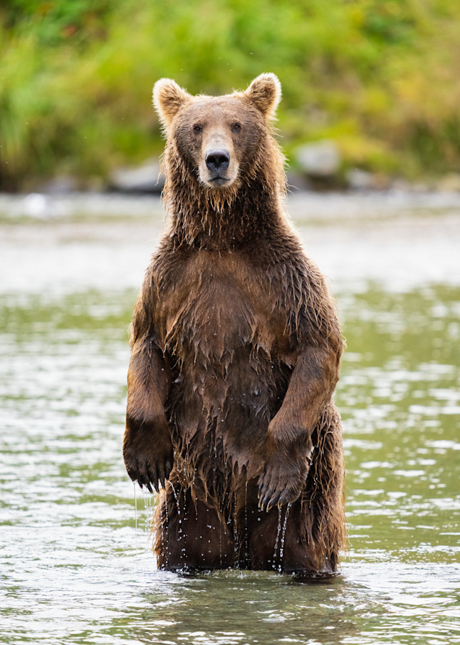 Brown Bear standing on hind legs.