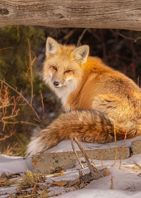 A Fox Named Weasel Art | JL Grief Fine Art Photography