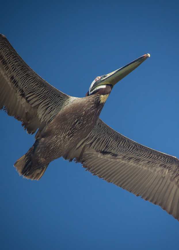 Brown Pelican Photography Art | PS Ventures