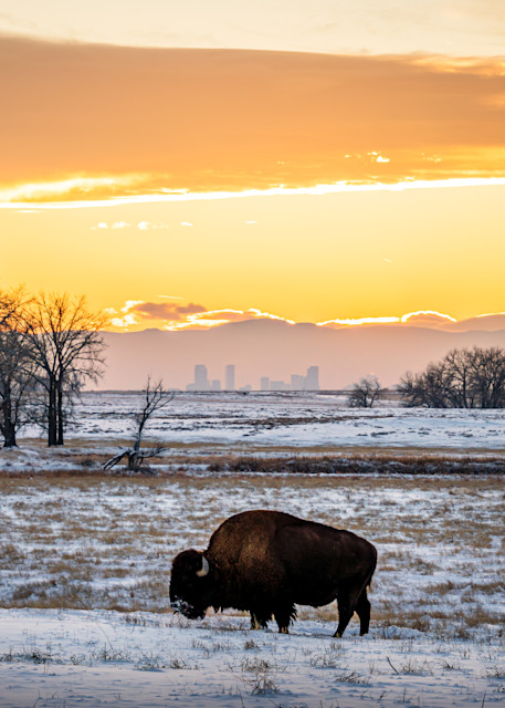 Bison In The Snow. Colorado Photography Art | Kelley Dallas Photography