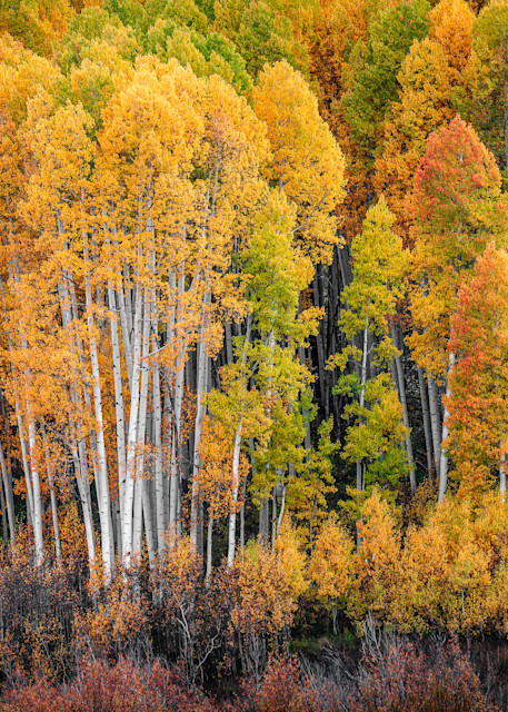 Aspens In The Fall. Colorado Photography Art | Kelley Dallas Photography