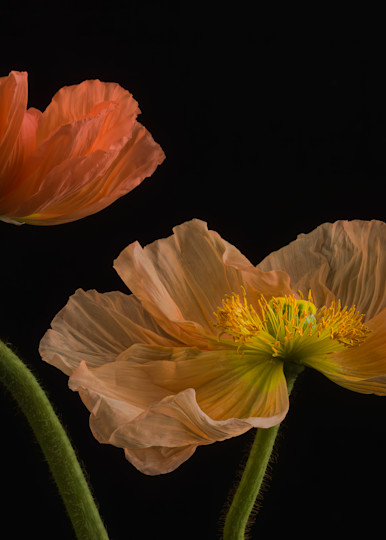 Group of three coral poppies on black background