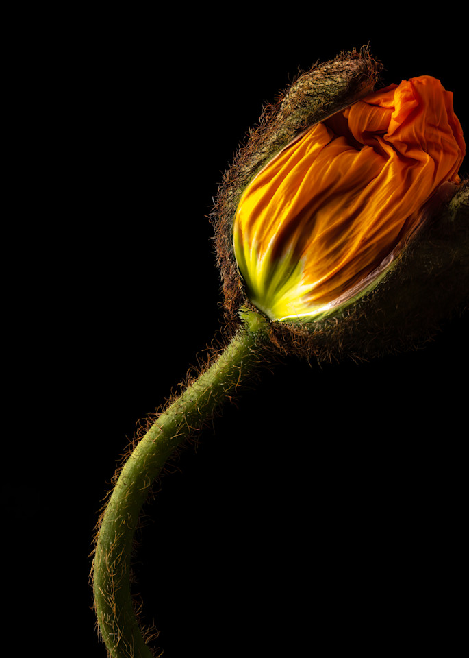 Orange poppy against black background breaking free of its pod