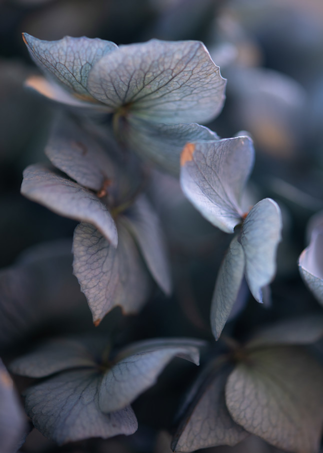 A Visual Journey of Color and Creativity - Sally Halvorsen's Hydrangea Petals.  Fine Art Photography on canvas, metal, and more.