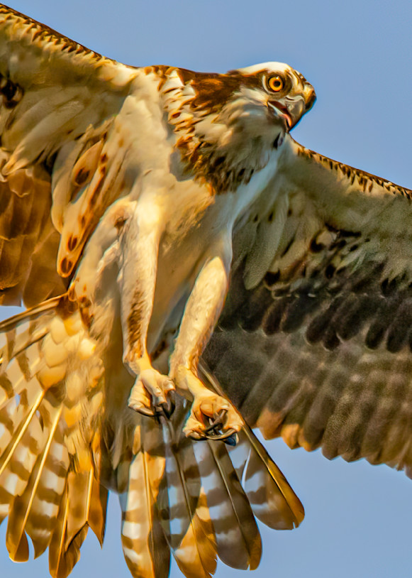 Golden Osprey Art | Michael Blanchard Inspirational Photography - Crossroads Gallery