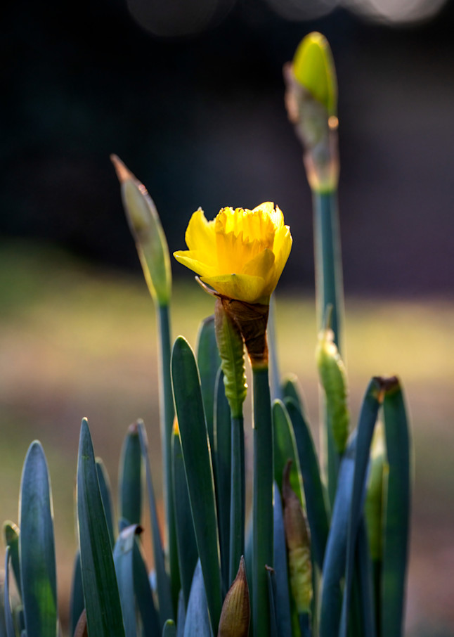 First Daffodil Of The Sping Photography Art | Robert Harrison Fine Art