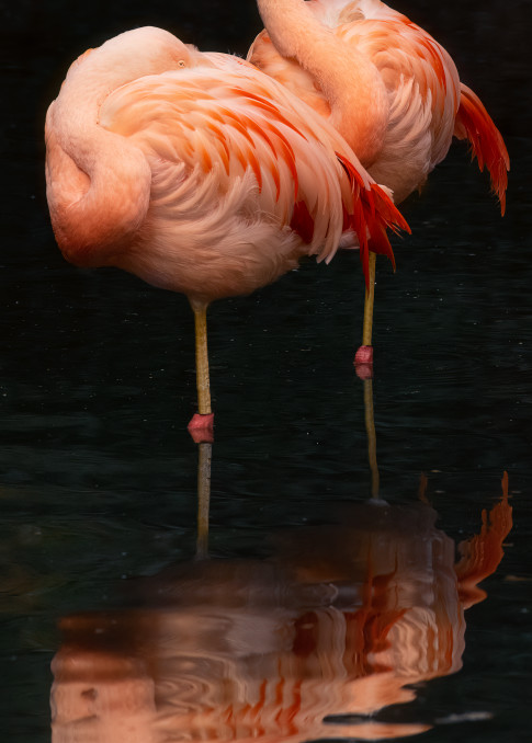 Mellizas - Twin Flamingos Print