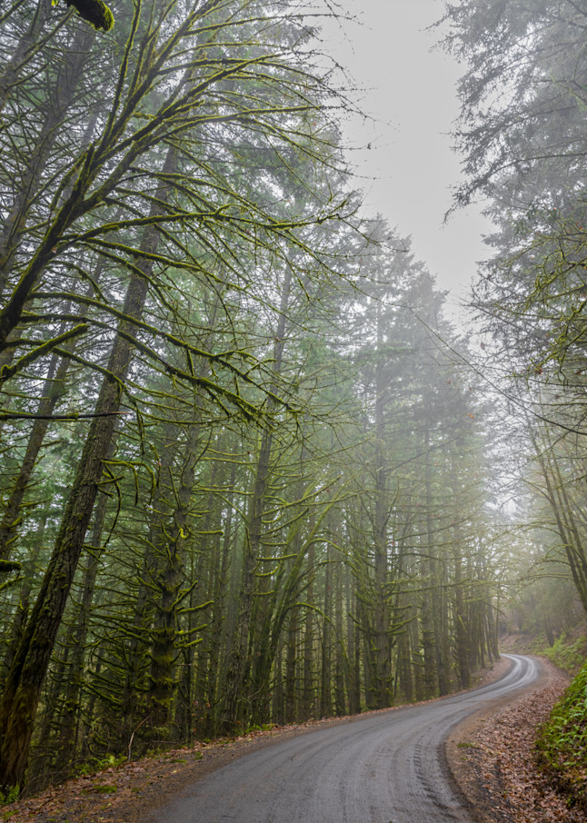 Foggy Forest Photography Art | Gingerich PhotoArt