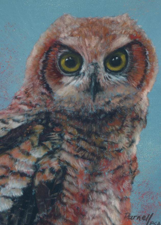 Owl On Teal Art | Parnell Studios
