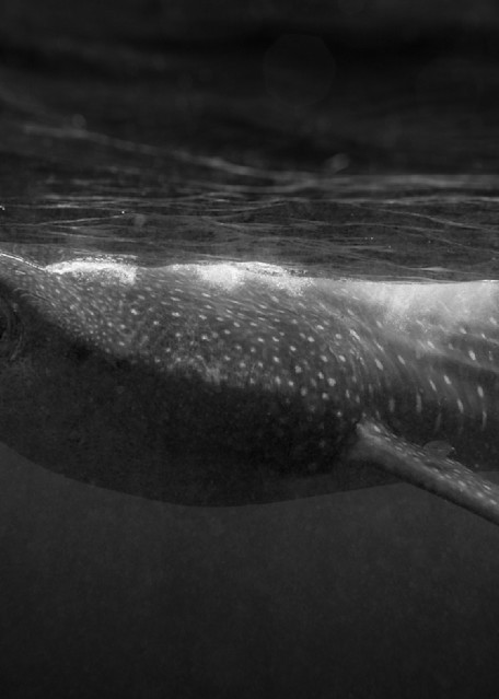 Whale Shark B W Photography Art | Dodge Ocean