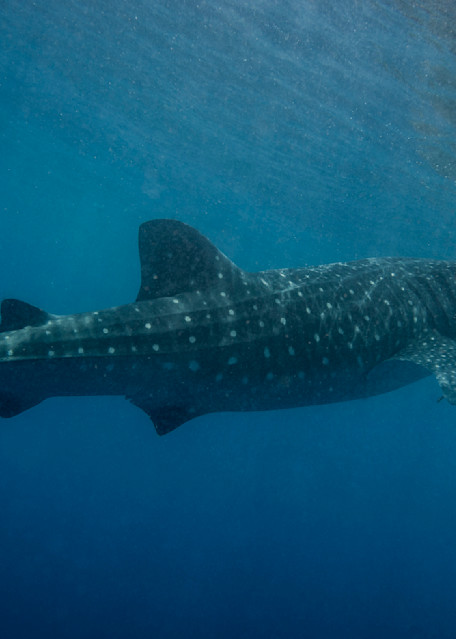 Whale Shark Photography Art | Dodge Ocean